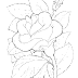 Coloring Pages Of A Rose Flower