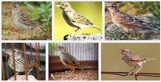 Burung Branjangan Legendaris - Burung Branjangan yang Berasal dari Yogyakarta