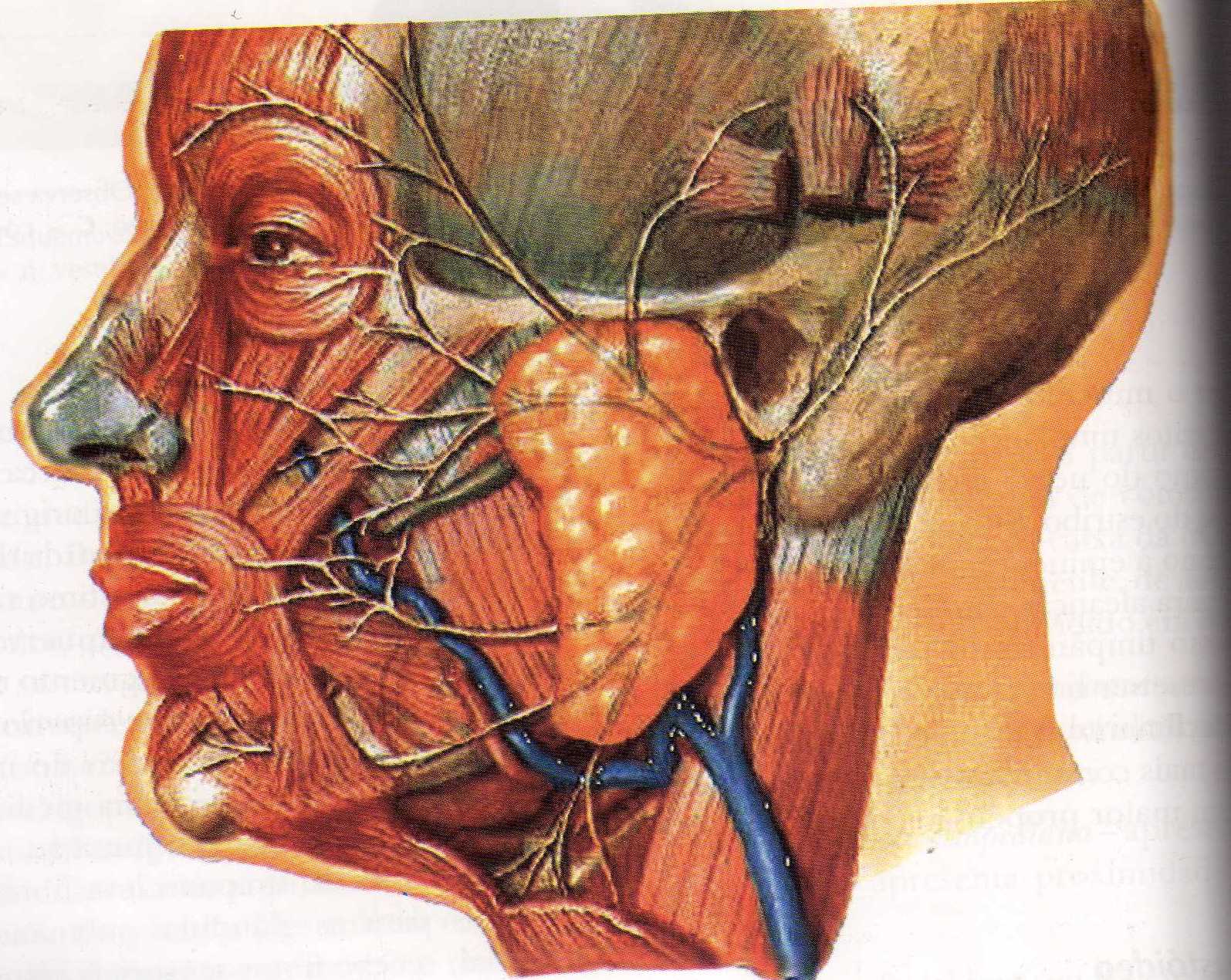 Околоушная слюна. Околоушная слюнная железа анатомия. Лицевой нерв и околоушная слюнная железа. Околоушная слюнная железа топографическая анатомия. Анатомия протока околоушной железы.