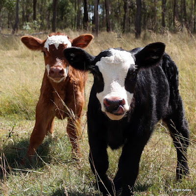 eight acres: what time of year is best to have calves?