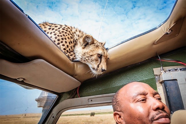 /2014/04/curious-cheetah-gets-up-close-to.html