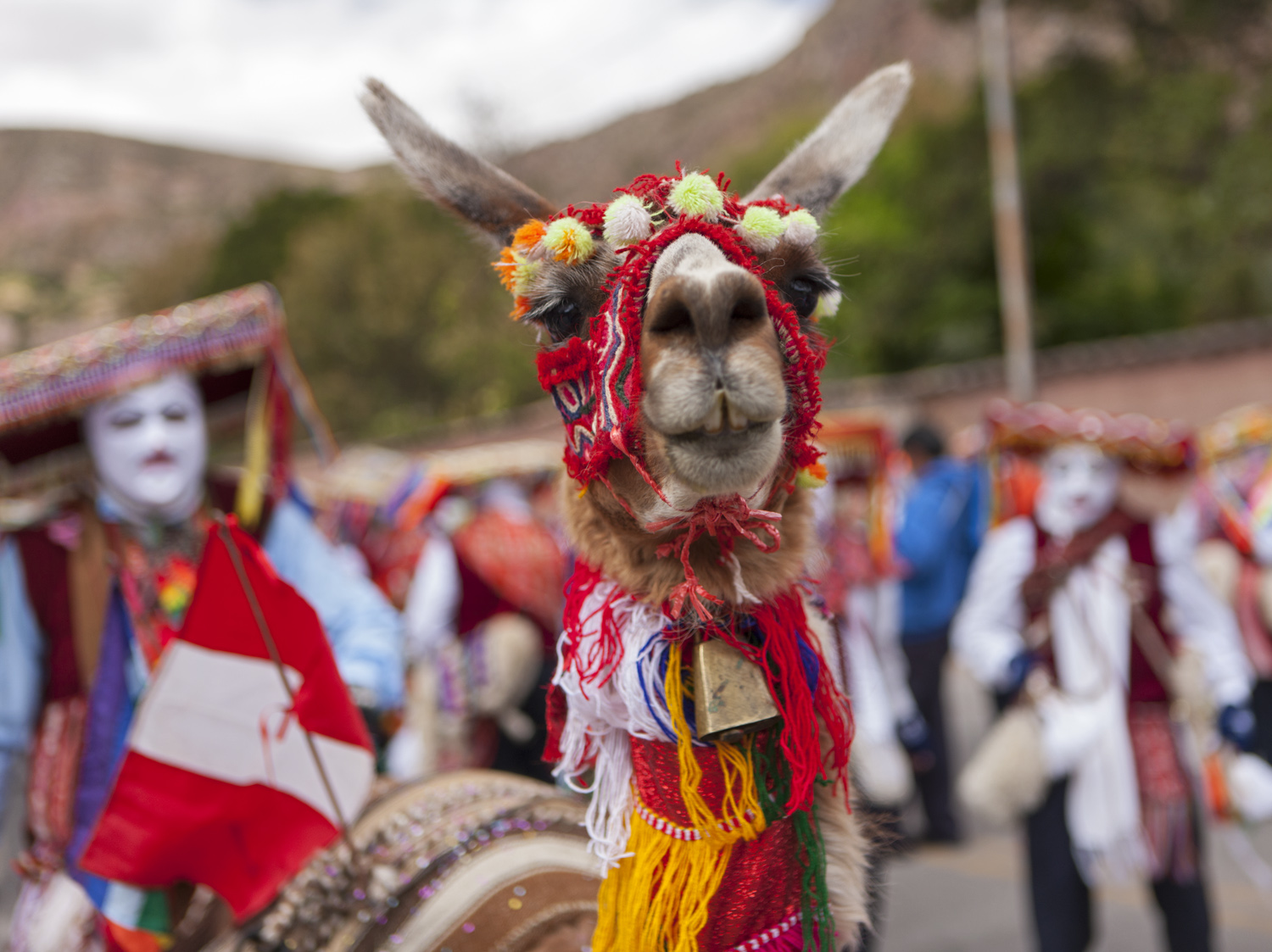 Llama in Peru, ffffound - travel blog