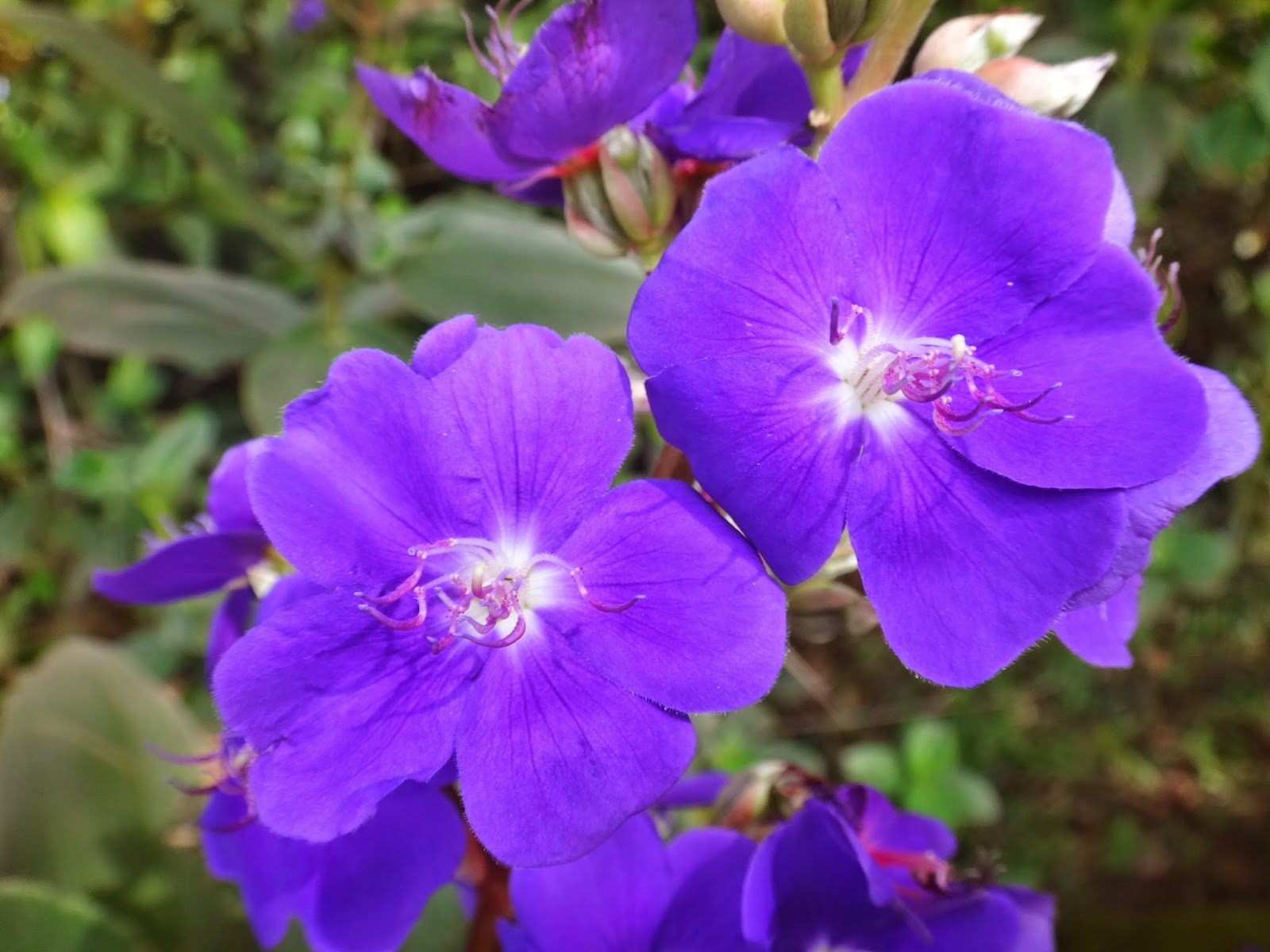 RW PAISAGISMO ARBUSTIVA ORELHADEONÇA