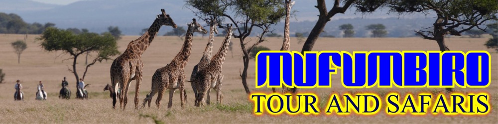 MUFUMBIRO TOUR AND SAFARIS