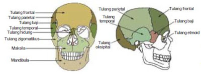 Sistem Kerangka Tubuh (Skeleton) Aksial dan  Apendikular Pada Sistem Gerak Manusia