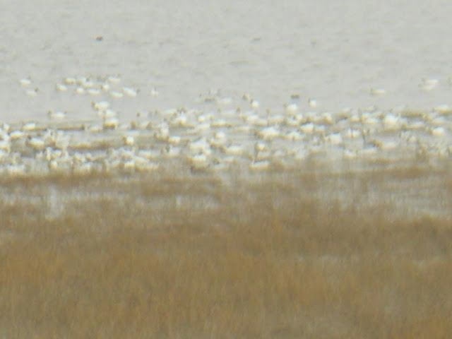 Oiseaux migrateurs au Cap Tourmente
