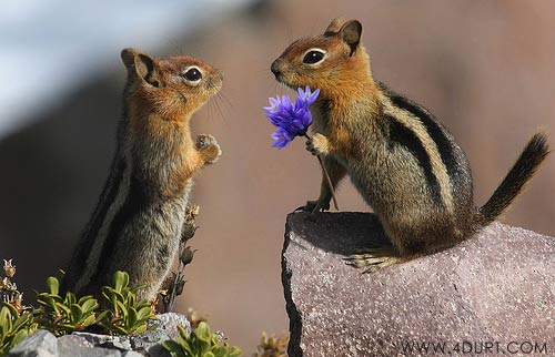 Love Pics Animatedcute Animal Picsreally Funny Animal Picsanimated Pics Of Lovefunny Animal Pics With Captionanimals In Love Pictureslove Animated Love Pics Animatedcute Animal Picsreally Funny Animal Picsanimated Pics Of Lovefunny Animal Pics With Captionanimals In Love Pictureslove Animated