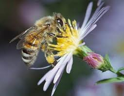 Cara Lebah Membuat Madu [ www.BlogApaAja.com ]
