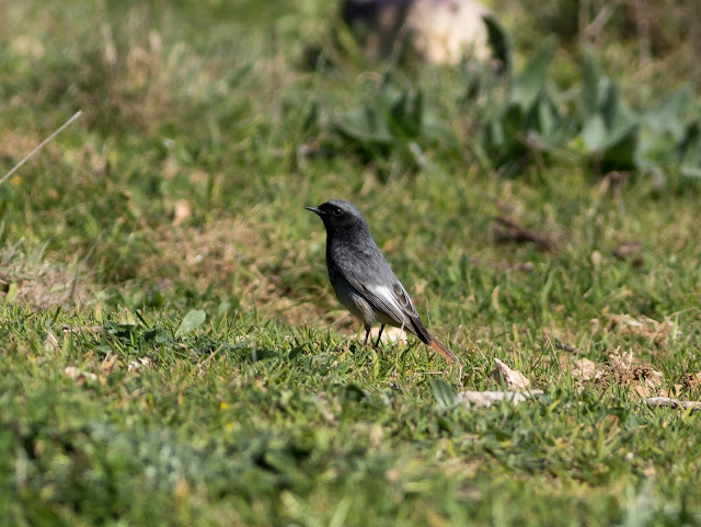 Black Redstart - Boquer Valley - Mallorca Black Redstart - Boquer Valley - Mallorca