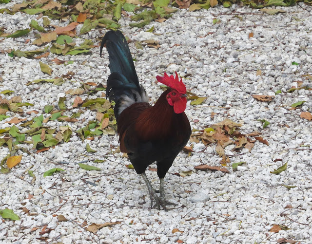 Rooster - Key West, Florida Rooster - Key West, Florida