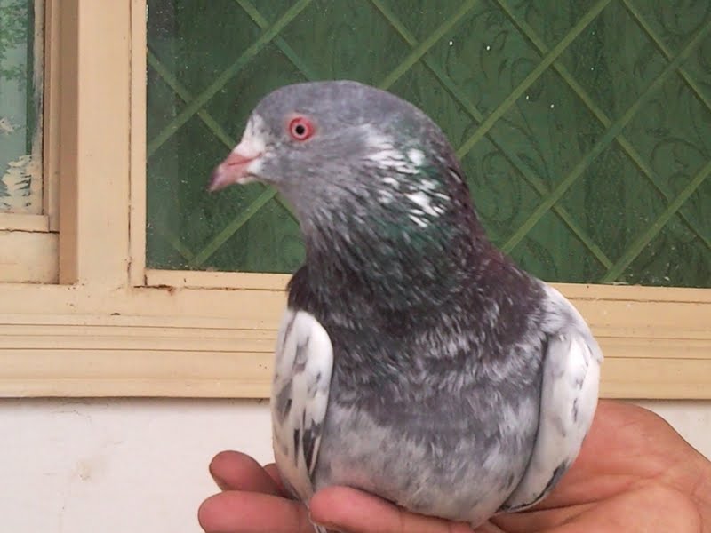 My all pigeons for sale urgent Pigeons for sales in Lahore Kabootar