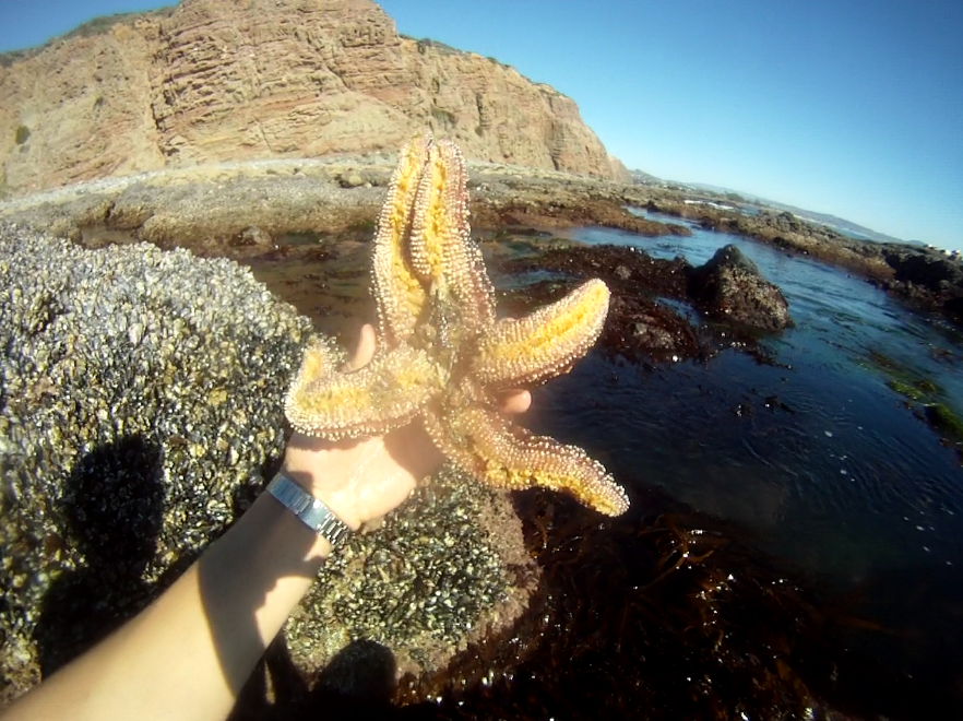 Nick Inserra Beach Project Dana Point October/tidepools