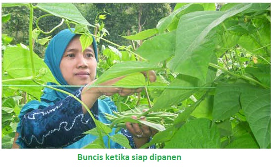 Cara Membudidayakan Sayur Buncis Cara Membudidayakan Sayur Buncis