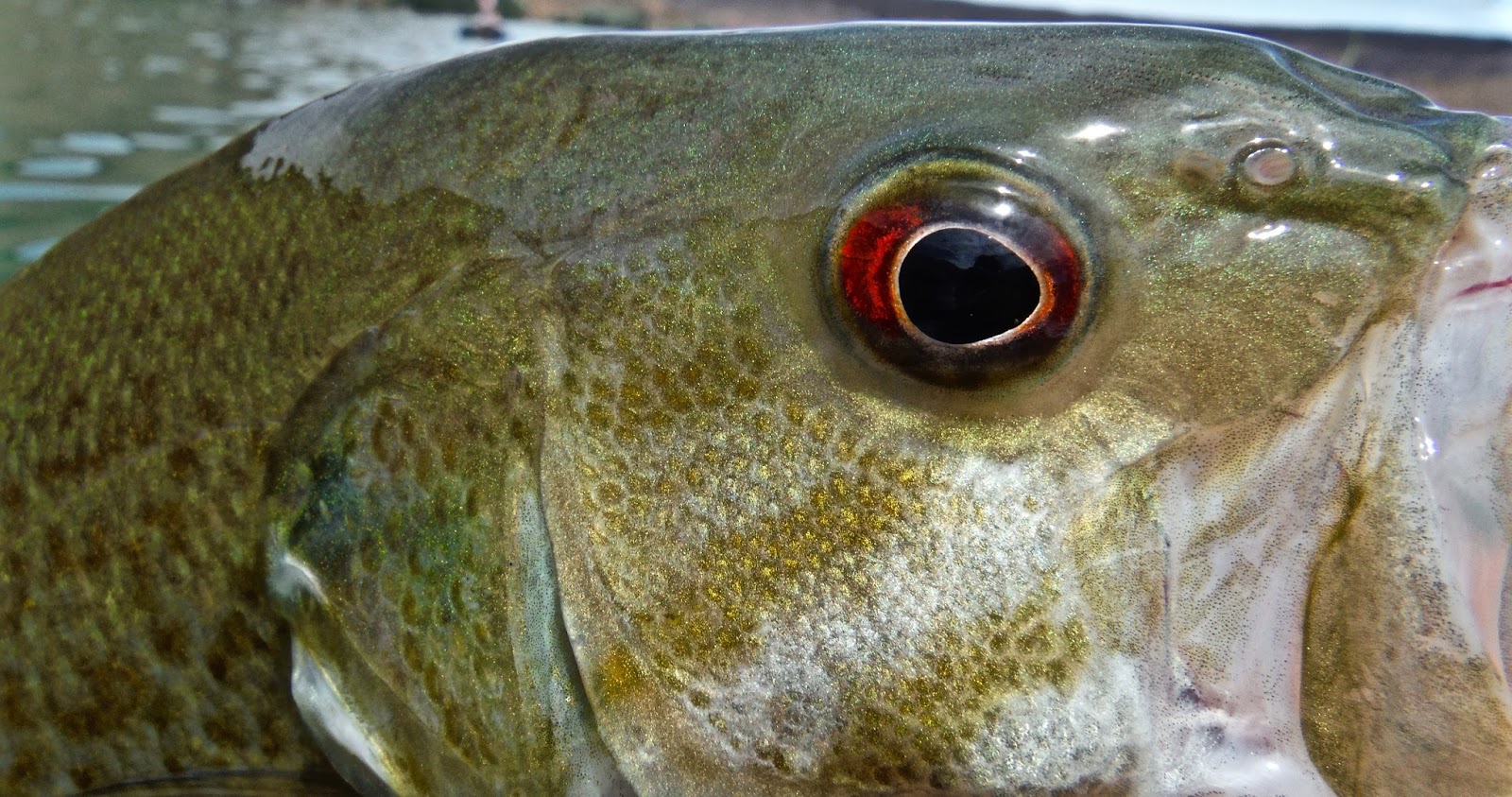 Erik’s Fly Fishing Blog Happy Little Bluegill