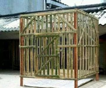Contoh Cara Membuat Kandang untuk Ayam Bangkok yang bagus dan murah Contoh Cara Membuat Kandang untuk Ayam Bangkok yang bagus dan murah