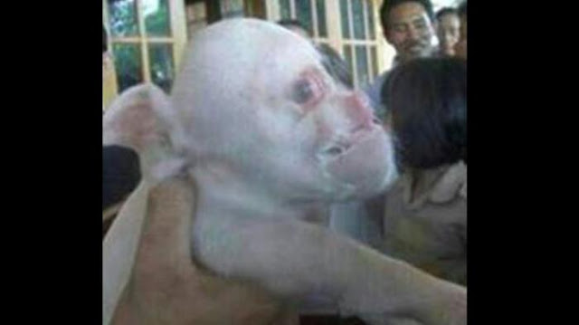 Penemuan ‘Babi Ngepet’ Membuat Warga Heboh Penemuan ‘Babi Ngepet’ Membuat Warga Heboh