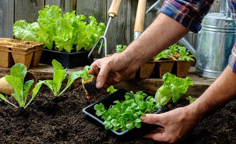 Organic Garden
