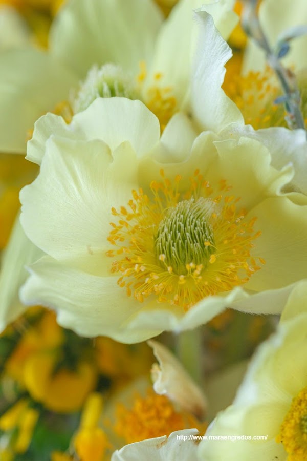 Flores del Pinar de Hoyocasero, monterones. MacroDelDía http://www.maraengredos.com/