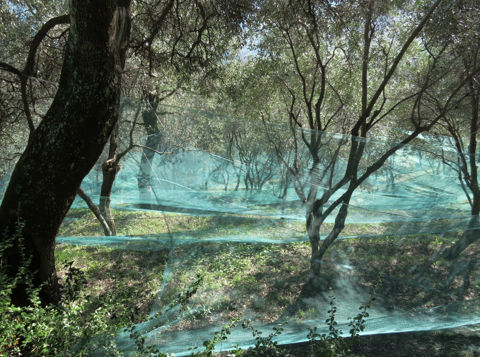 Olive Trees with Harvest Nets on the Portofino Slopes