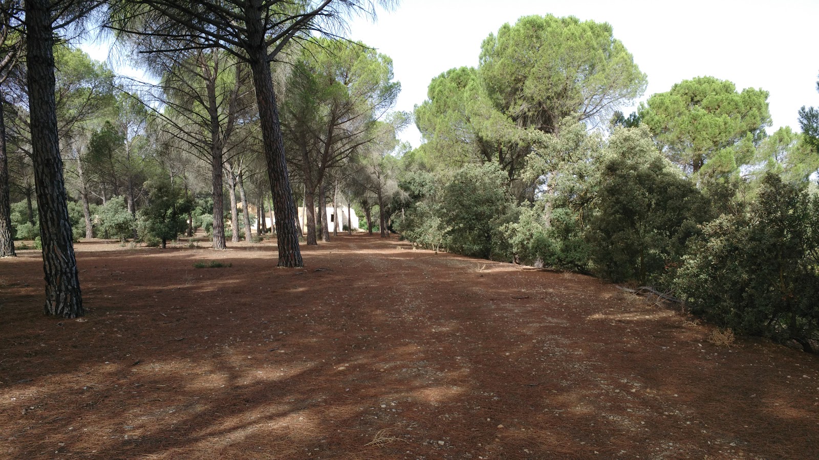 Foto de Paseo de los Planetas en La Gineta, Albacete