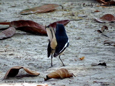 Oriental magpie-robin - Copsychus saularis