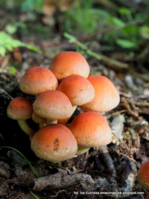 maslanka-ceglasta lysiczka ceglasta, grzyby niejadalne, grzybobranie, na grzyby, grzyby gatunkami, kosze pelne grzybow, jesien