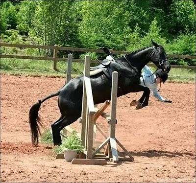 funny_picture_horse_jump
