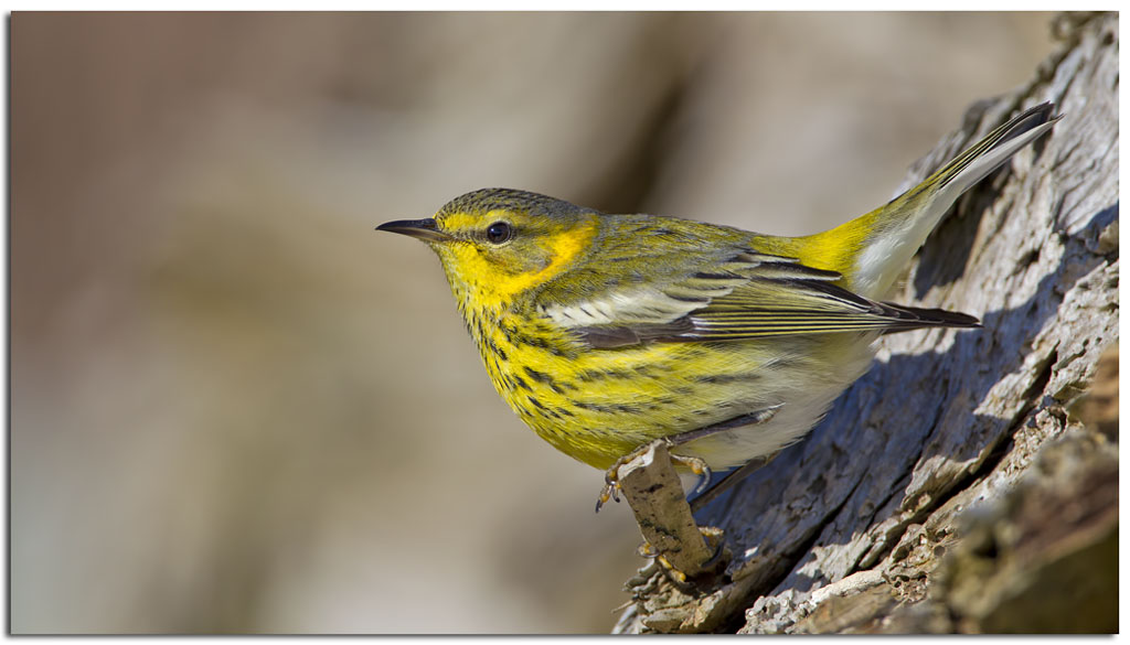 Owls & Others of Essex, MA: Cape May Warbler