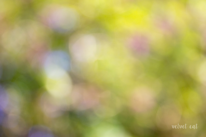 jardines botanicos fondos descargables