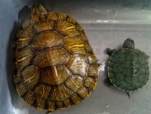 Jenis Kura Kura Darat Dan Air Yang Mudah Dipelihara Gak Ada Yang Mahal