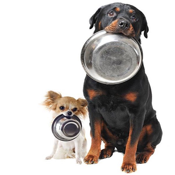 Is Your Dog Always Starved? How To Help Your Ravenous Dog Feel More