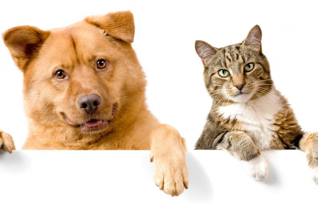 Home Remedies For Ear Mites In Dogs and Cats Home Remedies For Ear Mites In Dogs and Cats