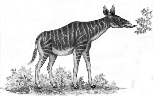 griaffidae extinta Helladotherium