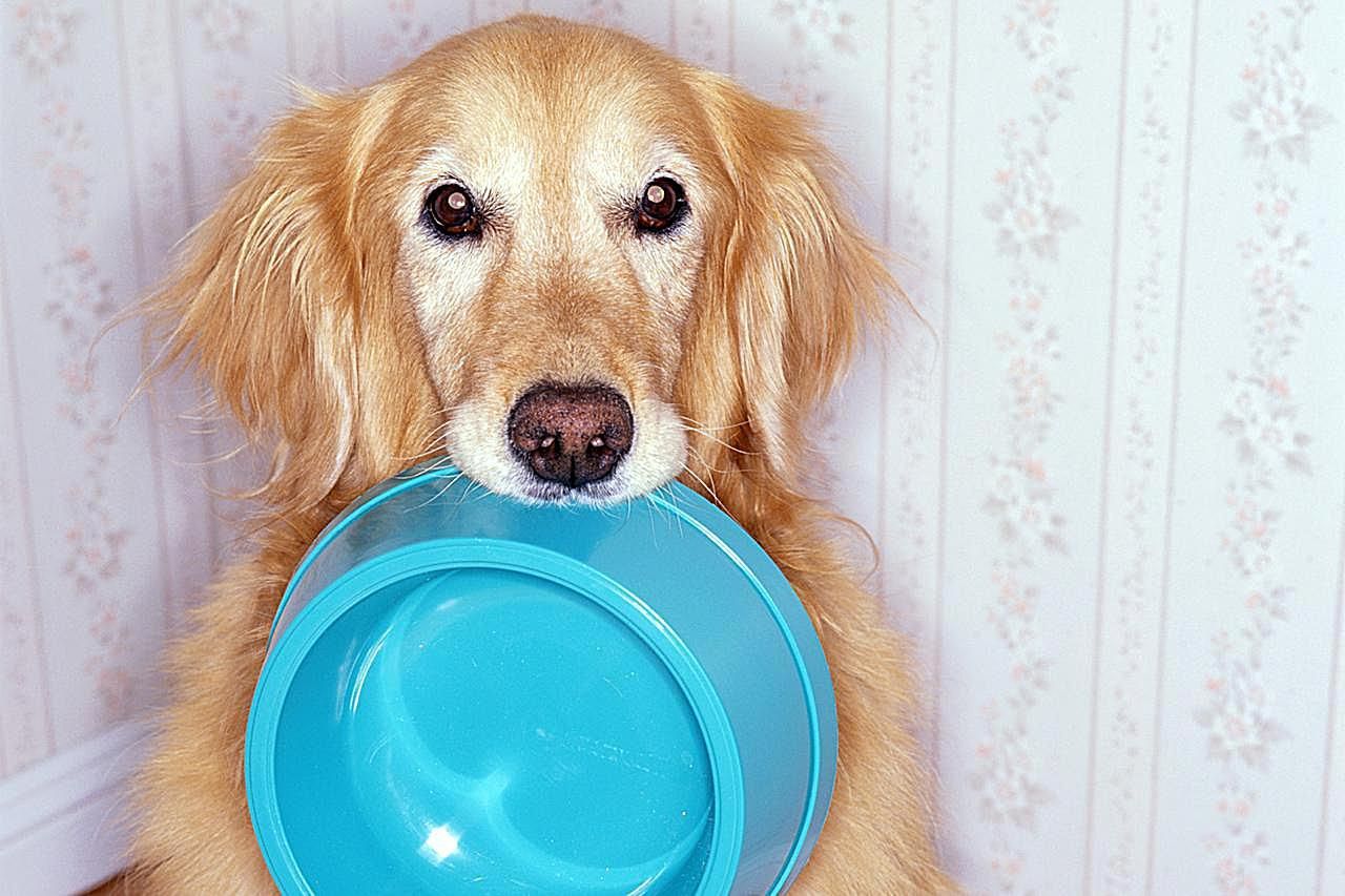 elevated dog bowl for golden retriever