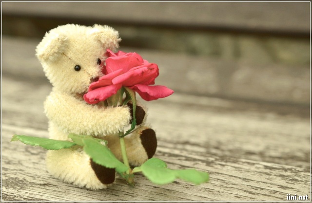 ảnh gấu teddy và hoa hồng siêu cute ảnh gấu teddy và hoa hồng siêu cute