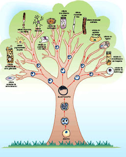 Células Tronco: Tipos de Células Tronco - Embrionárias e Adultas