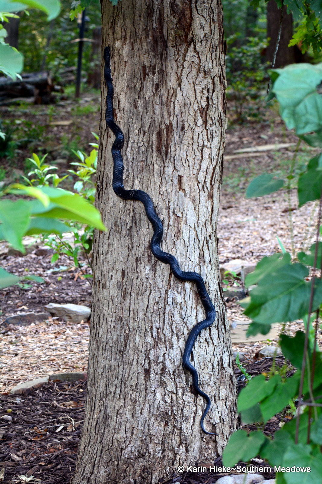 You want snakes in your garden. Yes, you really do!