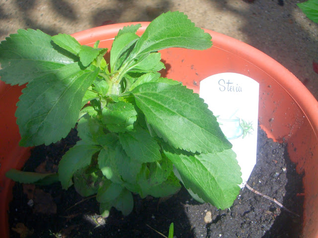 herb stevia in container