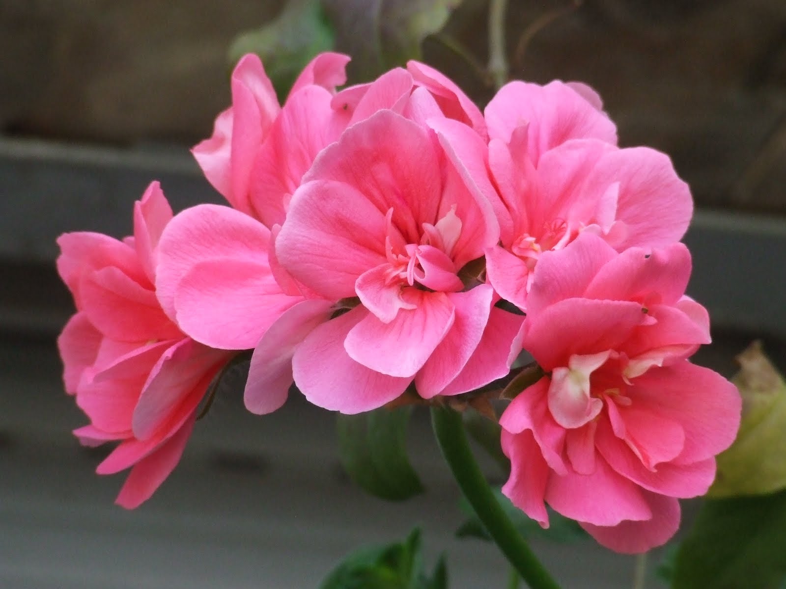 Echando más que Raices: Las flores que tenemos en casa son comestibles.