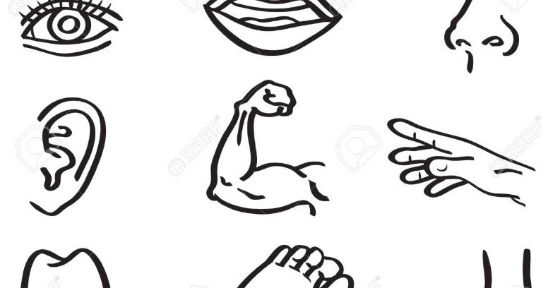 69 Gambar Kartun Bagian Anggota Tubuh Lengkap Cikimm Com