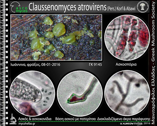 Claussenomyces atrovirens (Pers.) Korf & Abawi