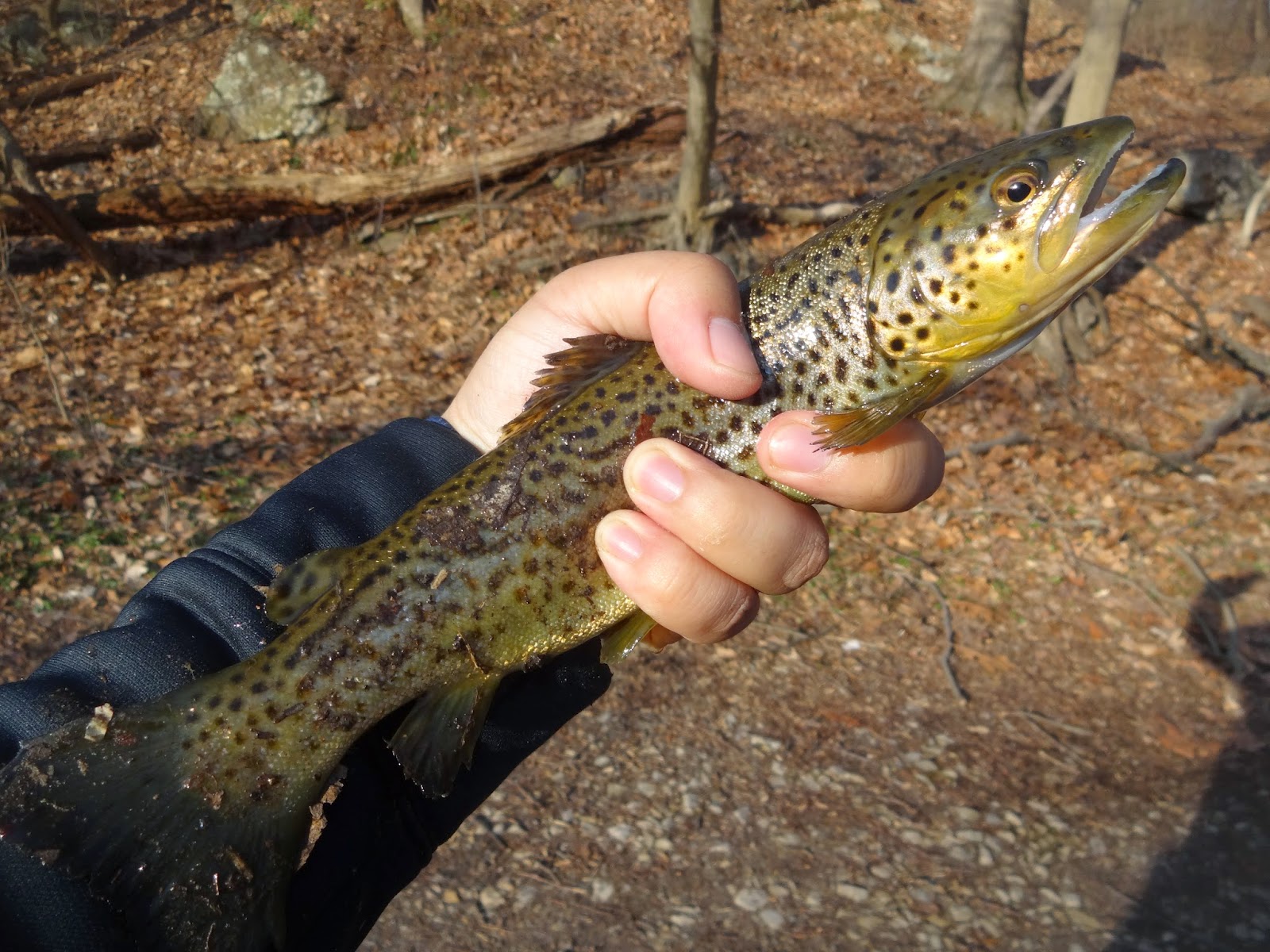 Extreme Philly Fishing April Fishing Sessions 04/05 Fishing for