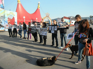 Agresión a los activistas animalistas en Murcia: (10-3-2012)