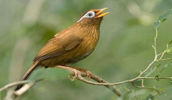 Harga Burung Hwamei