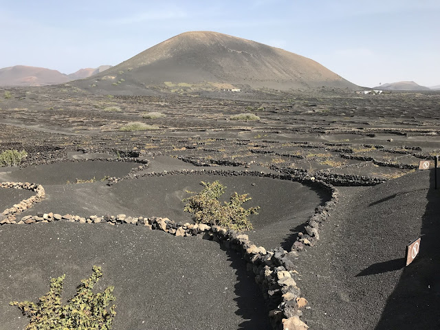 Weinanbau auf Lanzarote Weinanbau auf Lanzarote