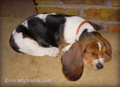 Basset hound puppy