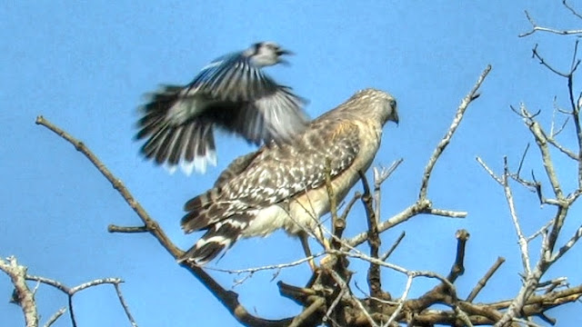 Blue Jay Attacks Red Shouldered Hawk