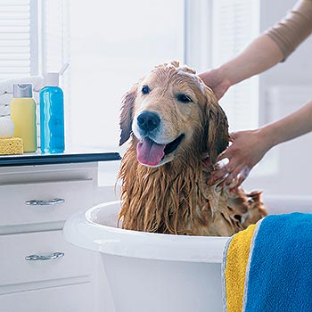 Hasil gambar untuk gambar memandikan anjing