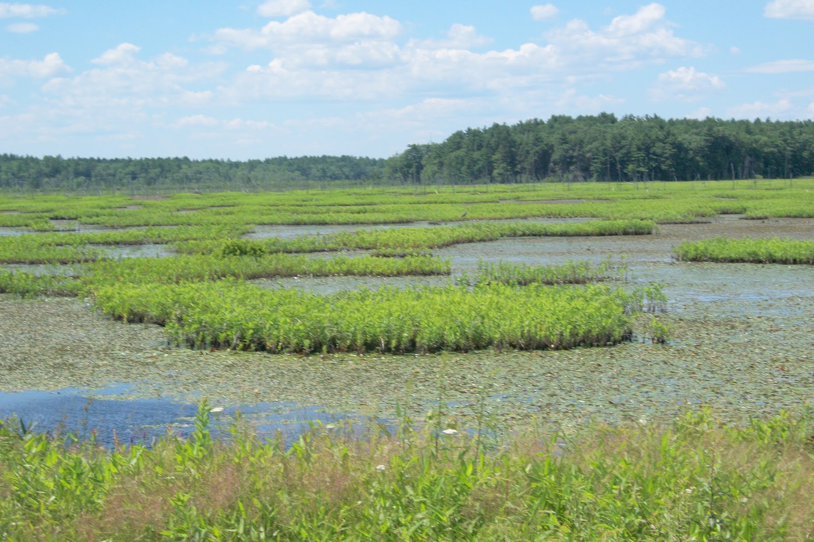 Hike Plymouth and Beyond! Burrage Pond Wildlife Management Area Hanson/Halifax, MA