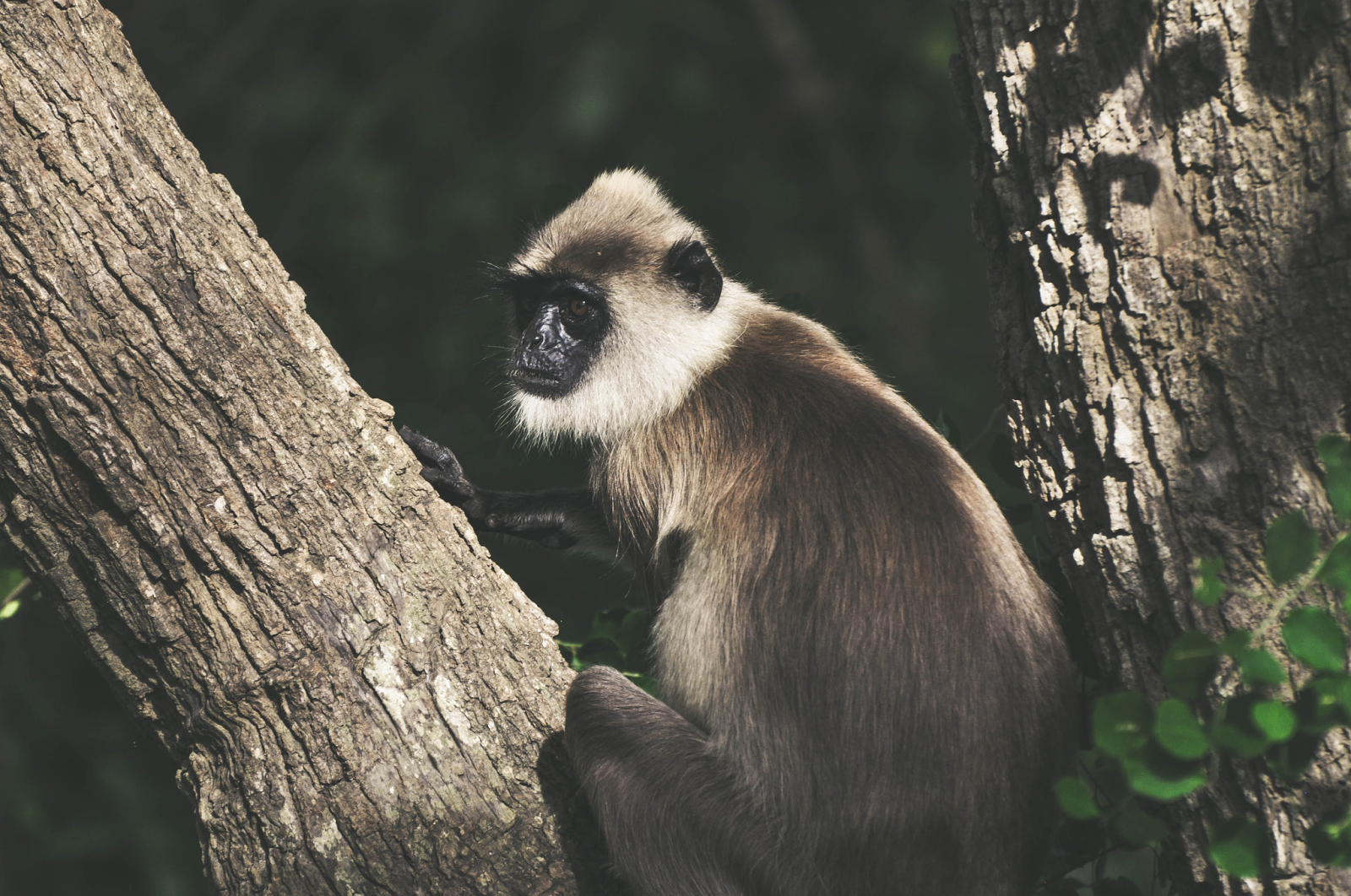 Yala National Park Safari Monkey
